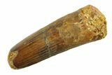 Fossil Spinosaurus Tooth - Feeding Worn Tip #351583-1